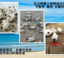 高清图片