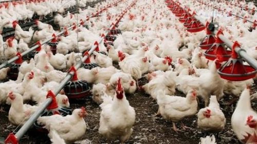 世卫确认全球首例人感染h5n2禽流感病毒病例