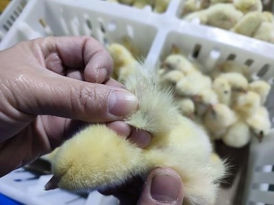 我院动物科学专业《动物繁殖学》课程组师生赴铜鼓江西华裕家禽育种开展一流课程企业教学活动
