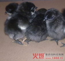 吴素琴副教授到重庆畜牧科学院进行学术交流 图