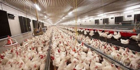 叙利亚家禽企业:本地生产满足市场需求
