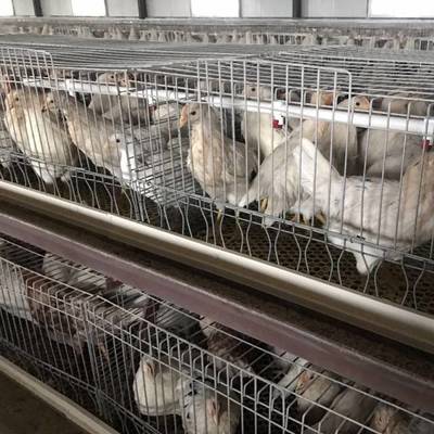 河北华帅禽业育种