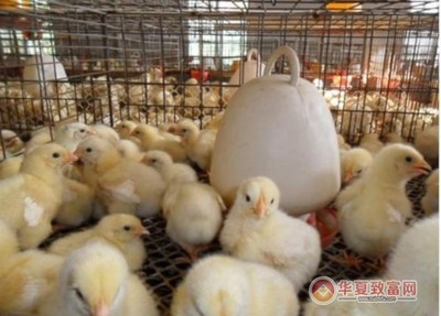 正大养鸡加盟优势有哪些?正大养鸡加盟怎么样?