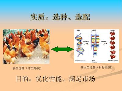 家禽育种原理及基本方法苏红卫模板