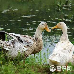 [蛋鸭苗批发]蛋鸭苗价格4元/只
