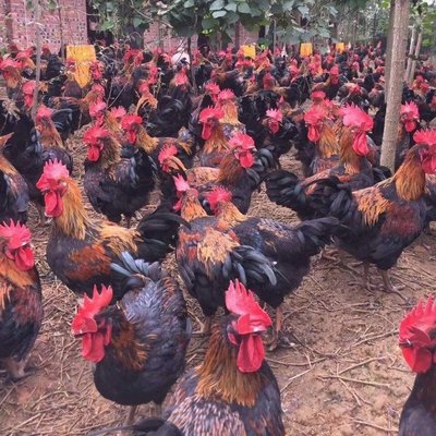 新疆黑鸡苗 乌鲁木齐快大黑鸡苗批发 昌吉黑鸡苗 石河子天露黑鸡