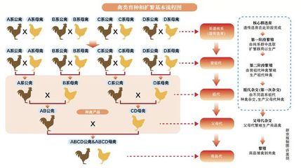 出海150年,北京鸭育种优势回归中国