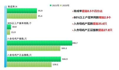 中国白羽肉鸡种业高质量发展的精彩答卷