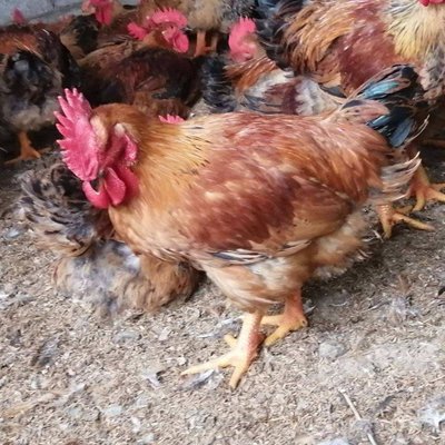 吐鲁番快大黄鸡苗批发 克拉玛依K9麻黄鸡901肉鸡苗 K902鸡苗价格