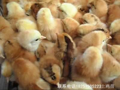 江苏百正孵化场,常年面向全国出售鹅苗鸭苗。品种有扬州大白鹅,_鸡苗_海州区百正家禽经营部 - 商国互联网