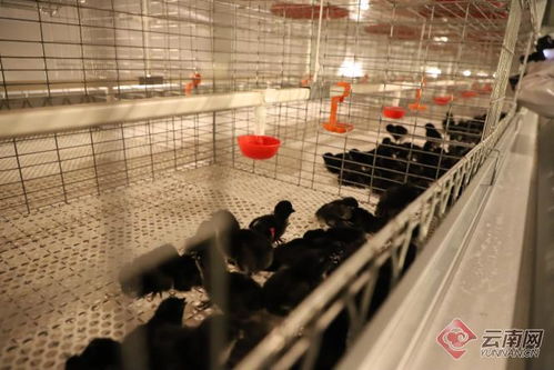 中国西南片区规模最大乌骨鸡育种场在云南盐津投产