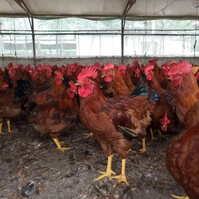 供应四川省广元市九斤黄鸡苗 九斤红公鸡苗 黄杂鸡苗 红玉肉鸡苗批发价格
