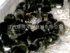 江西康博黑鸡育种 (中国 江西省 生产商) - 农业、食品 - 采购信息 采购信息 「自助贸易」