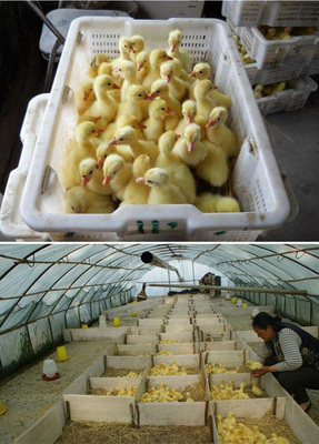 欢庆三花杂鹅生长速度快 鹅苗抗病能力强 耐粗饲