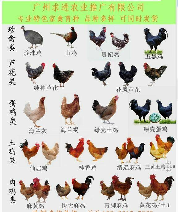 我准备想回广西养鸡慢慢来 需不需要办手续 请问网上好友那.