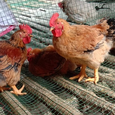 新广麻黄鸡苗价钱 k9麻黄鸡苗价格