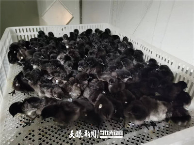 【大国"粮"策】贵州:科技育种,抓牢农业现代化种业"芯"