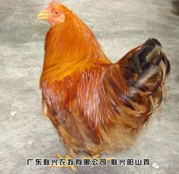 盘点全年最火的10只网红鸡,第一名居然是