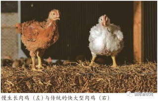 利润的需求催生全球肉鸡育种变革新动能