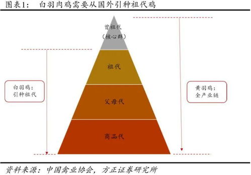 引种关注 今年1 2月肉鸡引种量大幅下降,全年引种下降已成定局