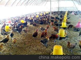 三黄鸡(图)图片,三黄鸡(图)图片大全,上海申浦家禽育种-