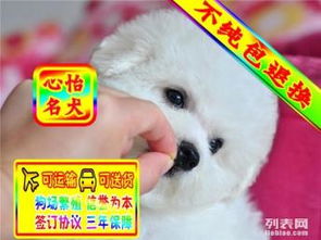 图 精品比熊幼犬出售 父母可见疫苗做全 三年联保 北京宠物狗